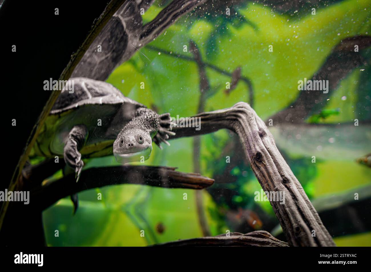 La tartaruga dal collo di serpente (Chelodina mccordi) scivola attraverso il suo habitat acquatico, mostrando il suo caratteristico collo allungato. Foto Stock