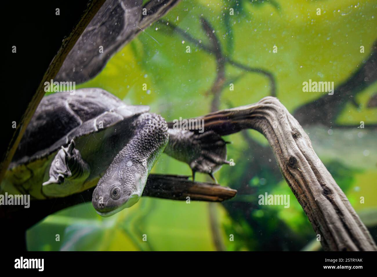La tartaruga dal collo di serpente (Chelodina mccordi) scivola attraverso il suo habitat acquatico, mostrando il suo caratteristico collo allungato. Foto Stock