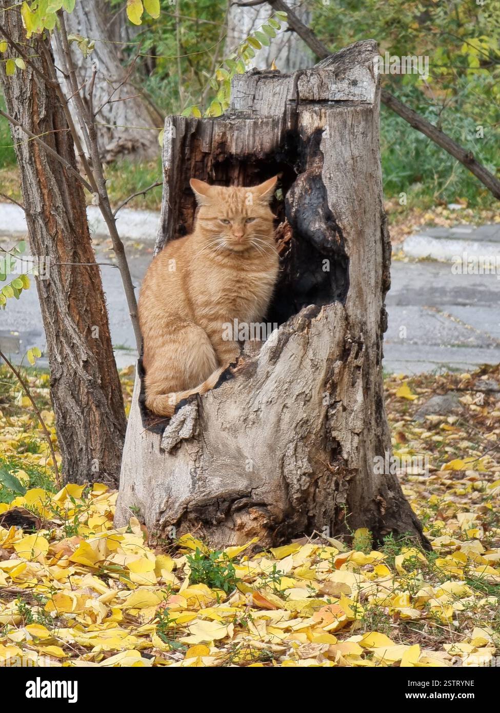 Gatto arancione seduto (quasi come se stesse posando) in un tronco di albero cavo circondato da colorate foglie d'autunno arancio-gialle; ci guarda Foto Stock