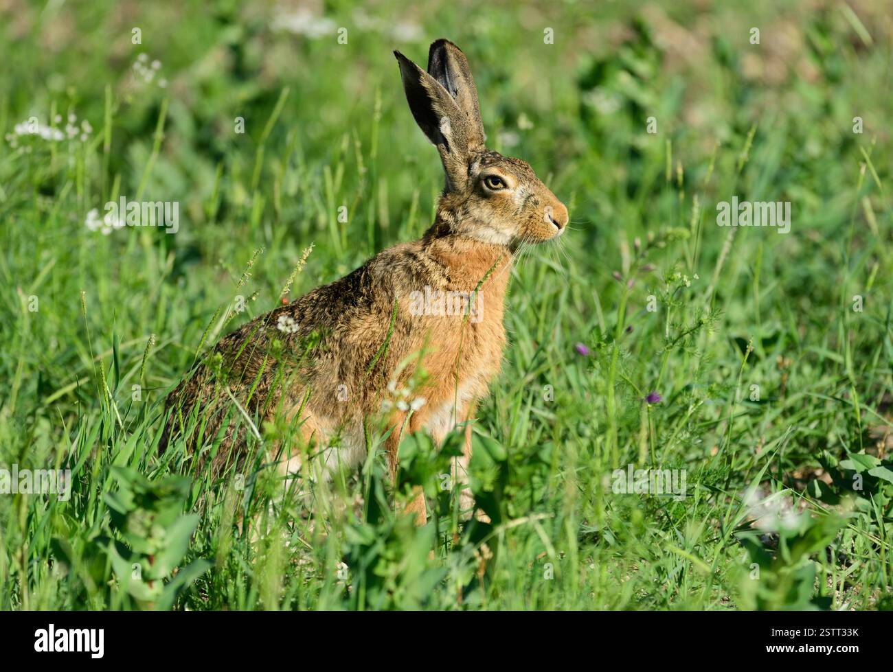Lepre europea Lepus europaeus. Primo piano. Una lepre è un campo. Foto Stock