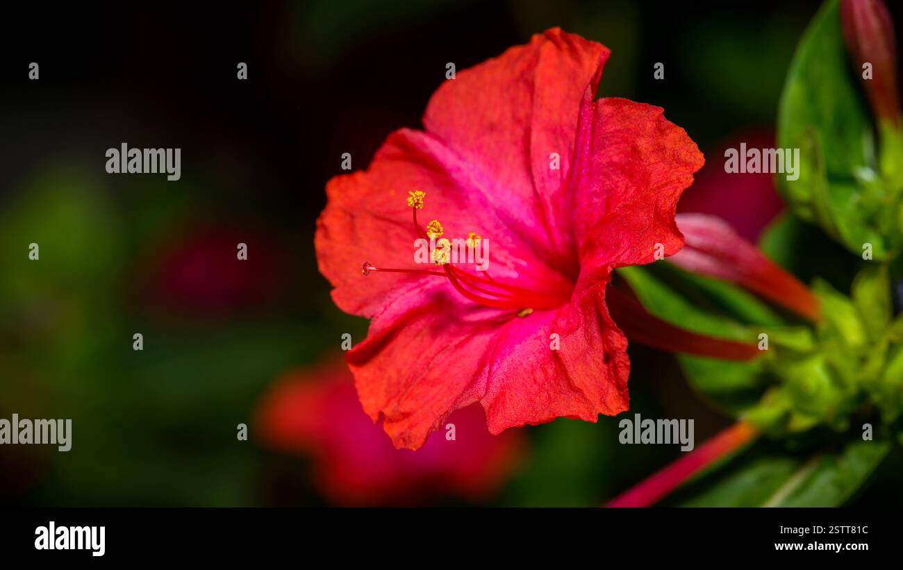 Quattro o'clock fiore macro colpo Foto Stock