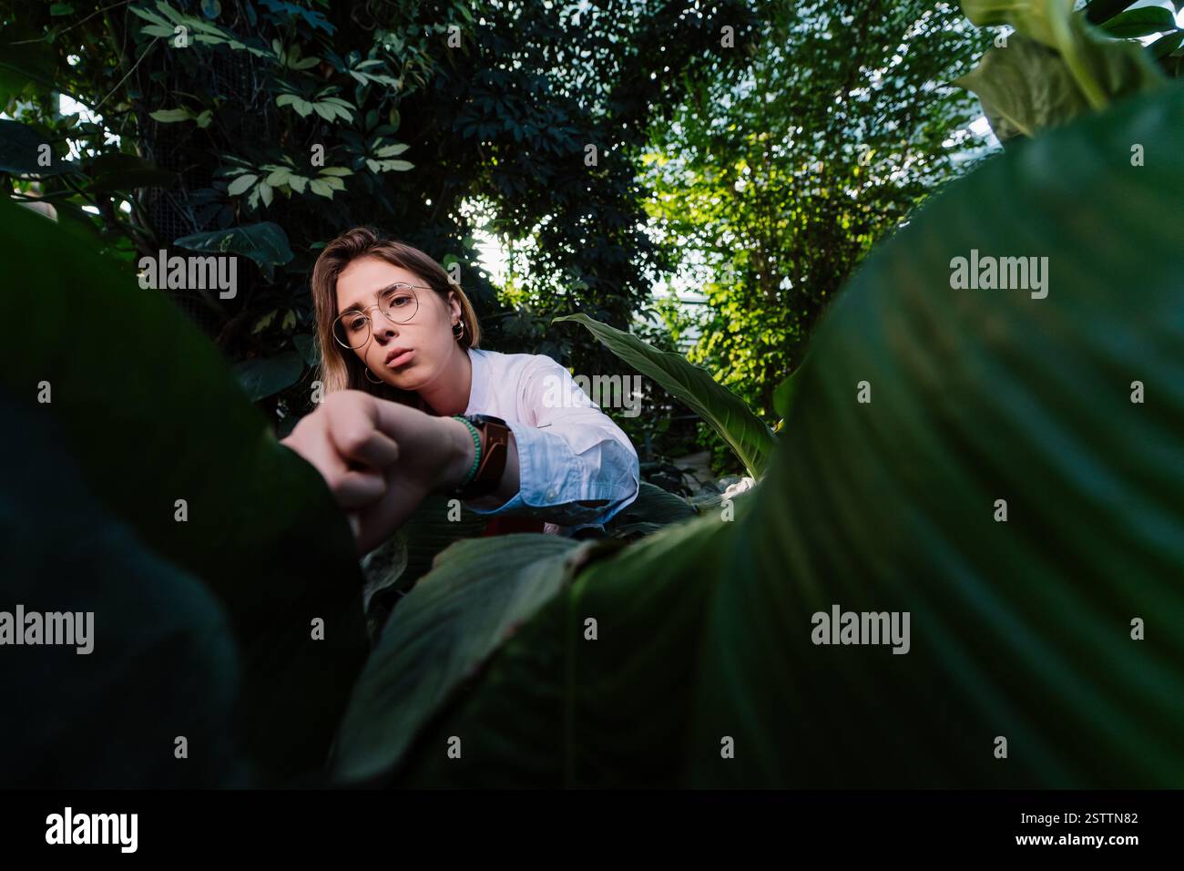 Giovane ingegnere agricolo esamina foglie in serra Foto Stock