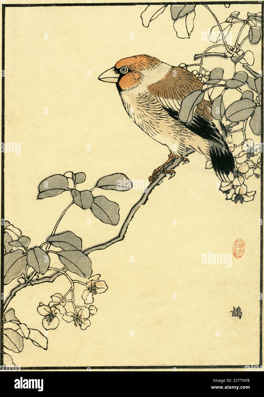 Hawfinch Bird and Five-Leaved Akebia ( Coccothraustes coccothraustes / Akebia quinata ) / Kono Bairei album of One Hundred Birds 1881 Foto Stock