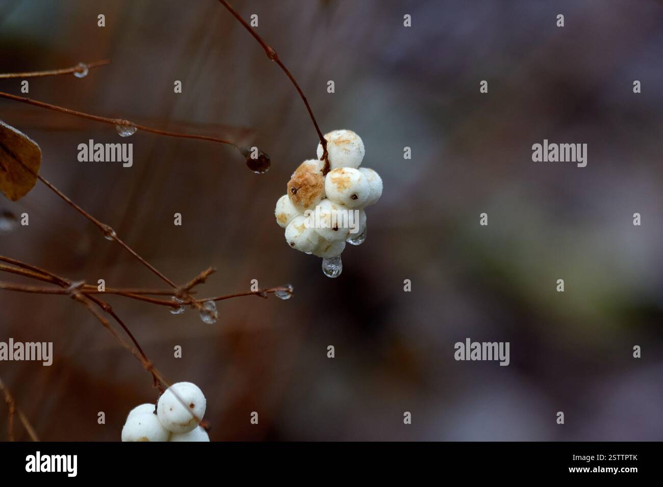 Le bacche bianche sono appese a un gambo. Foto Stock