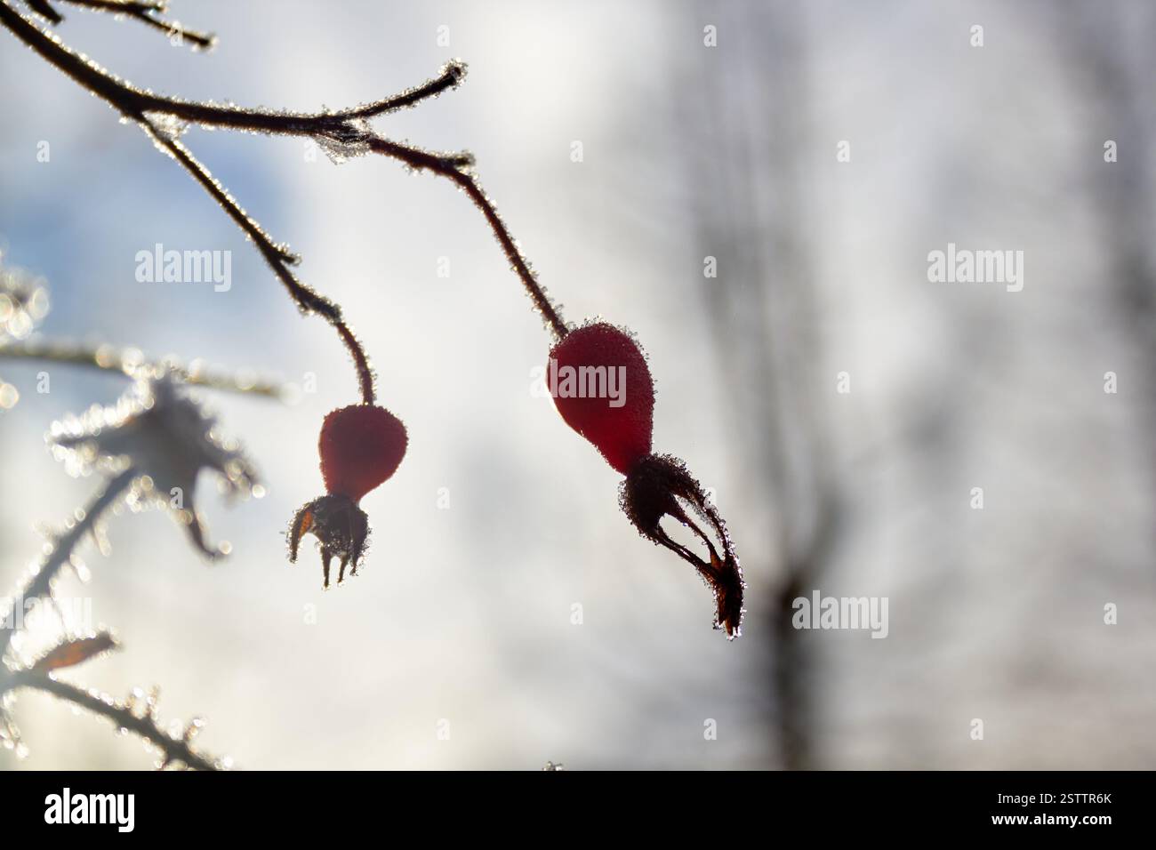Ci sono due rosehips rosse congelate nel ghiaccio. Foto Stock