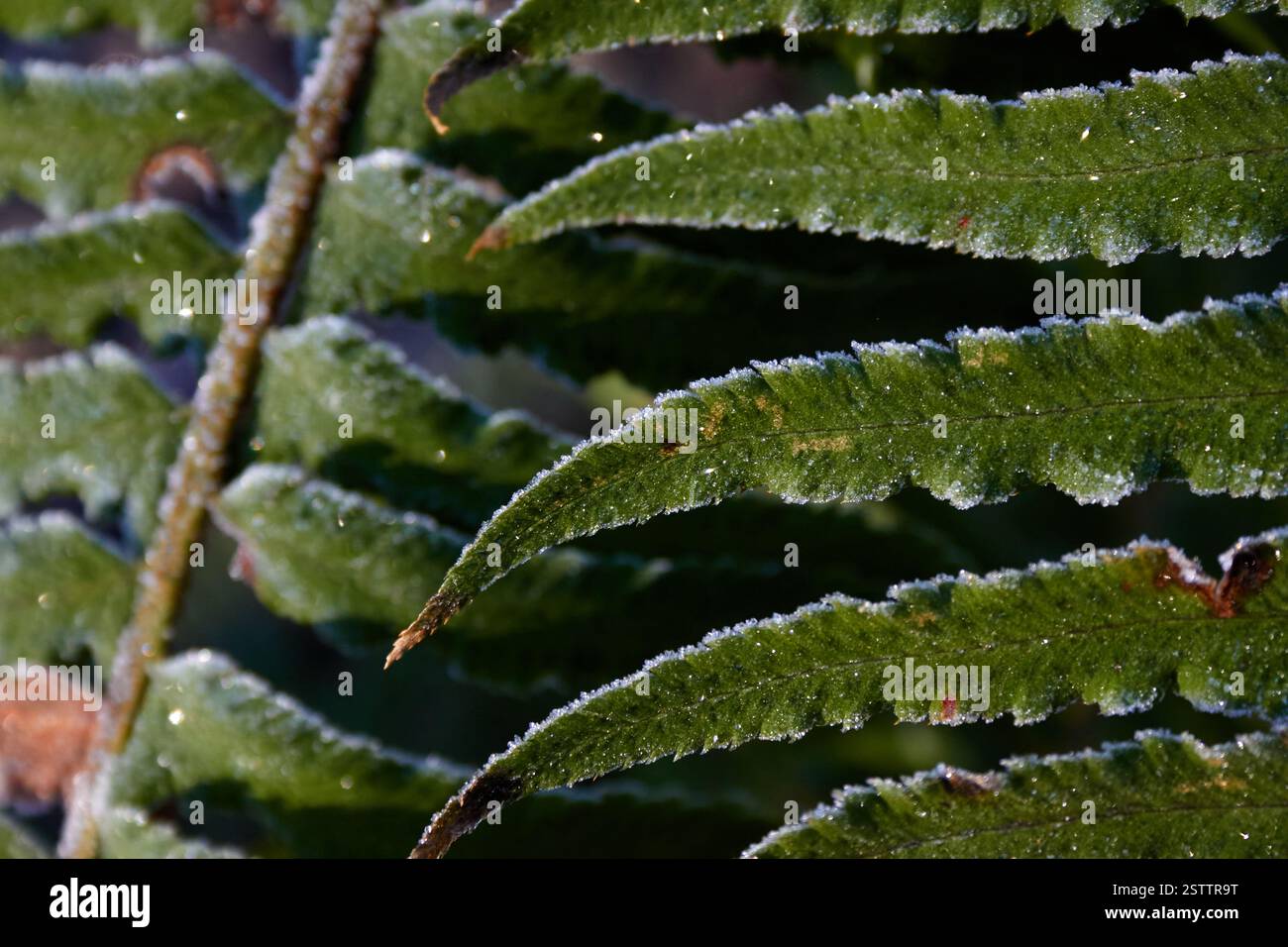 Foglie di felce verde con gelo. Foto Stock