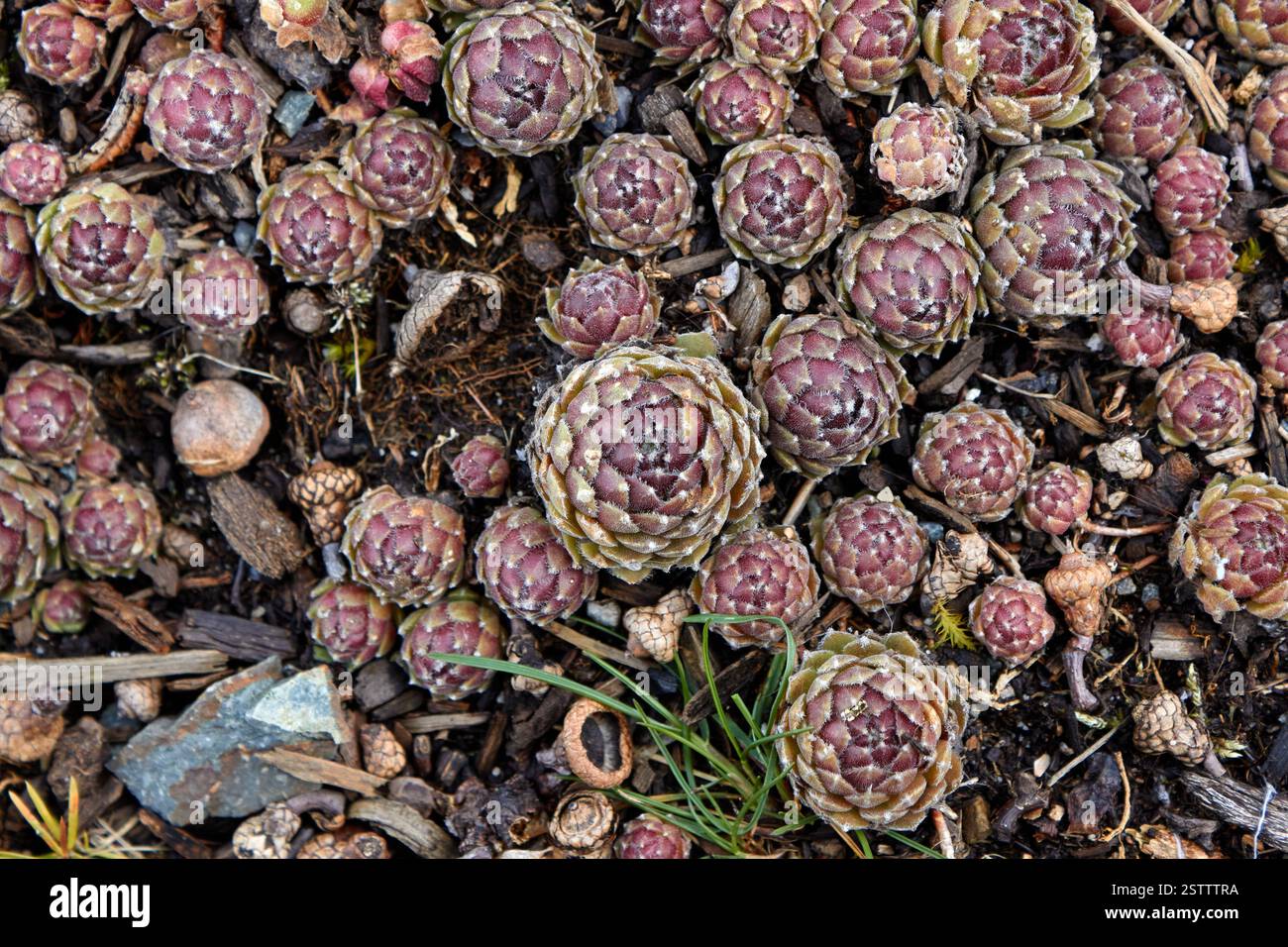 Nel terreno crescono mazzi di piante succulente. Foto Stock
