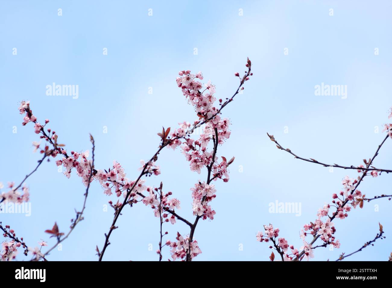 Rami di ciliegi rosa si avvicinano al cielo blu. Foto Stock