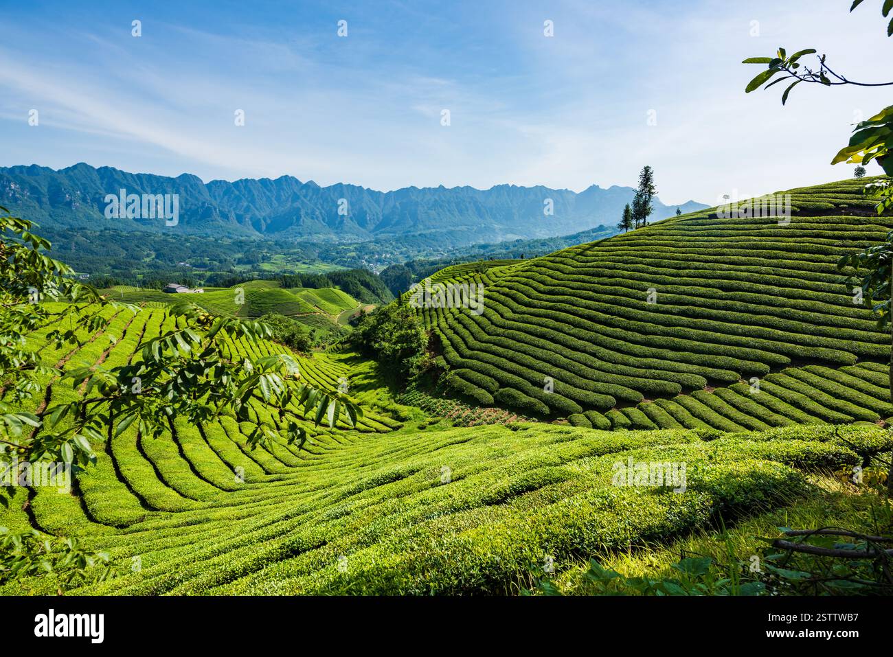 Muershan Tea Garden, Zouma Town, Hefeng County, Enshi, Hubei Foto Stock