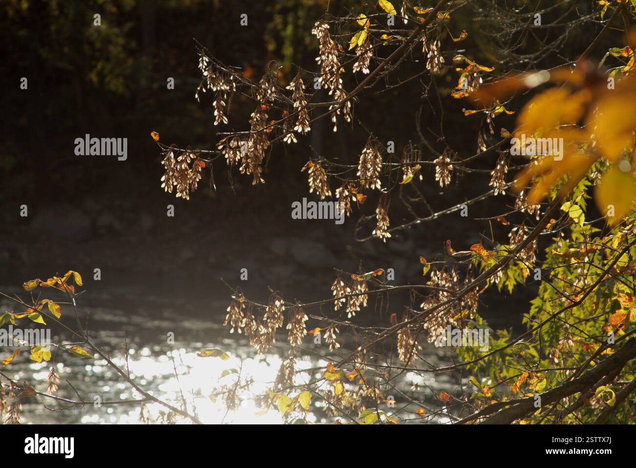 Virginia, Stati Uniti. Cadono nelle Blue Ridge Mountains. I semi d'acero appesi ai rami nel bosco in una splendida giornata autunnale. Foto Stock