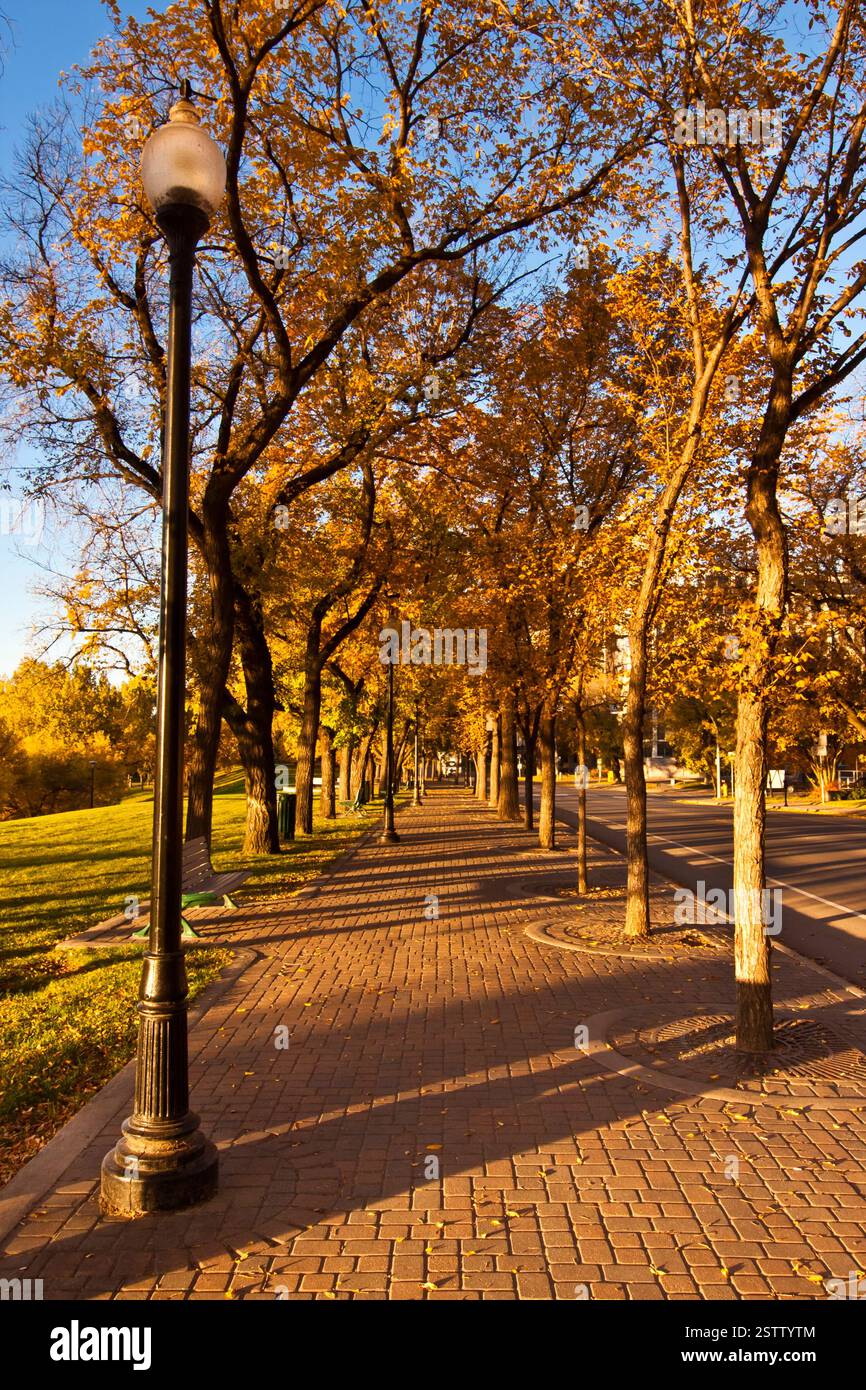 Strada con marciapiede e alberi che la fiancheggiano. Gli alberi sono pieni di foglie e il sole splende brillantemente Foto Stock