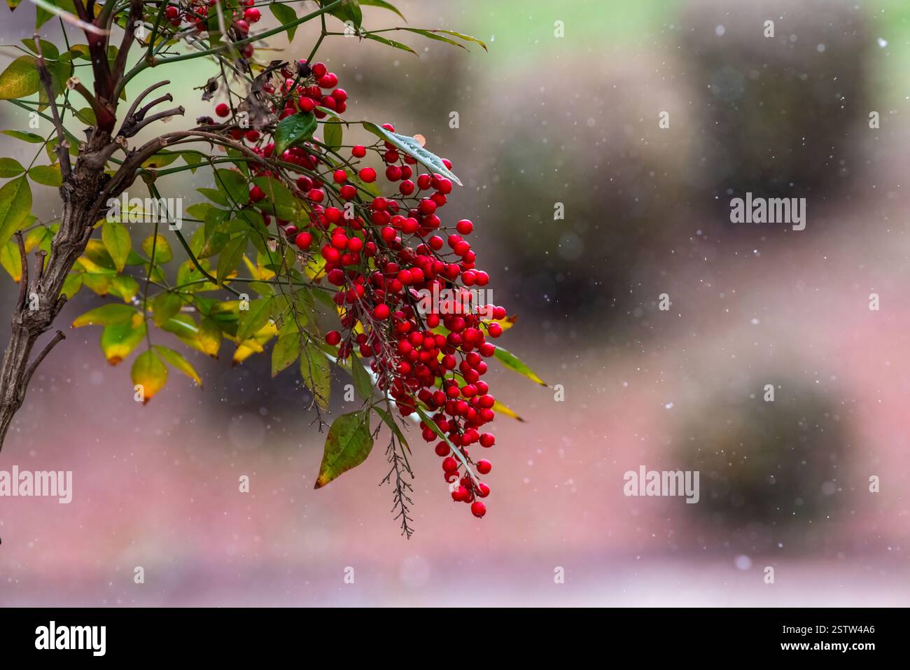 Un primo piano di vivaci bacche rosse su una pianta di Nandina domestica, con nevicate soffici che creano un'atmosfera invernale. Foto Stock