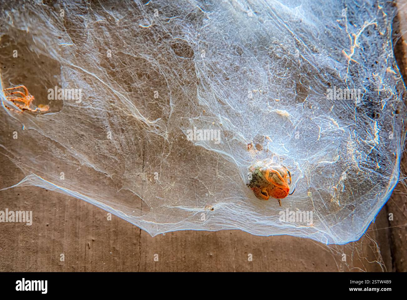Un delicato bozzolo di ragnatela, allungato su una superficie di legno ruvida, racchiude un insetto intrappolato, con dettagli di seta fini. Foto Stock
