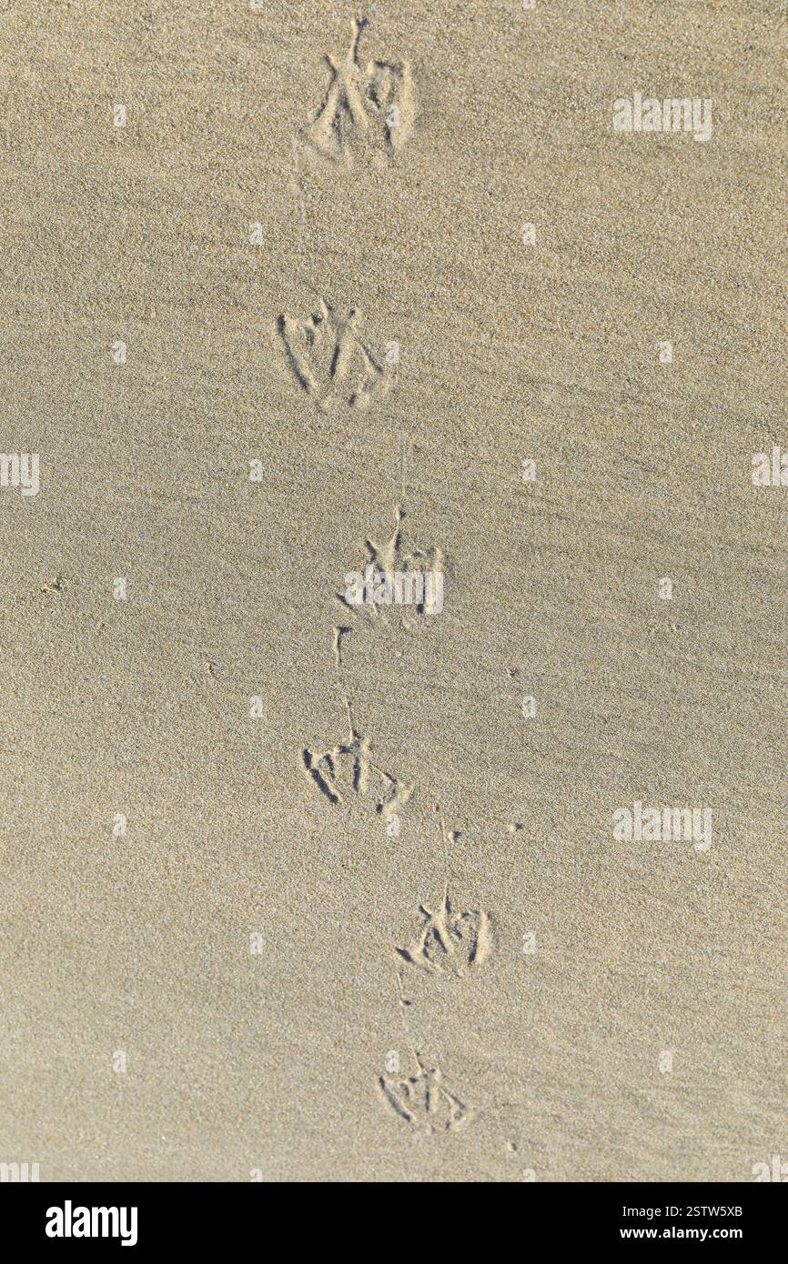 Tracce di un gabbiano sulla spiaggia, Norderney, bassa Sassonia, Germania, Europa Foto Stock