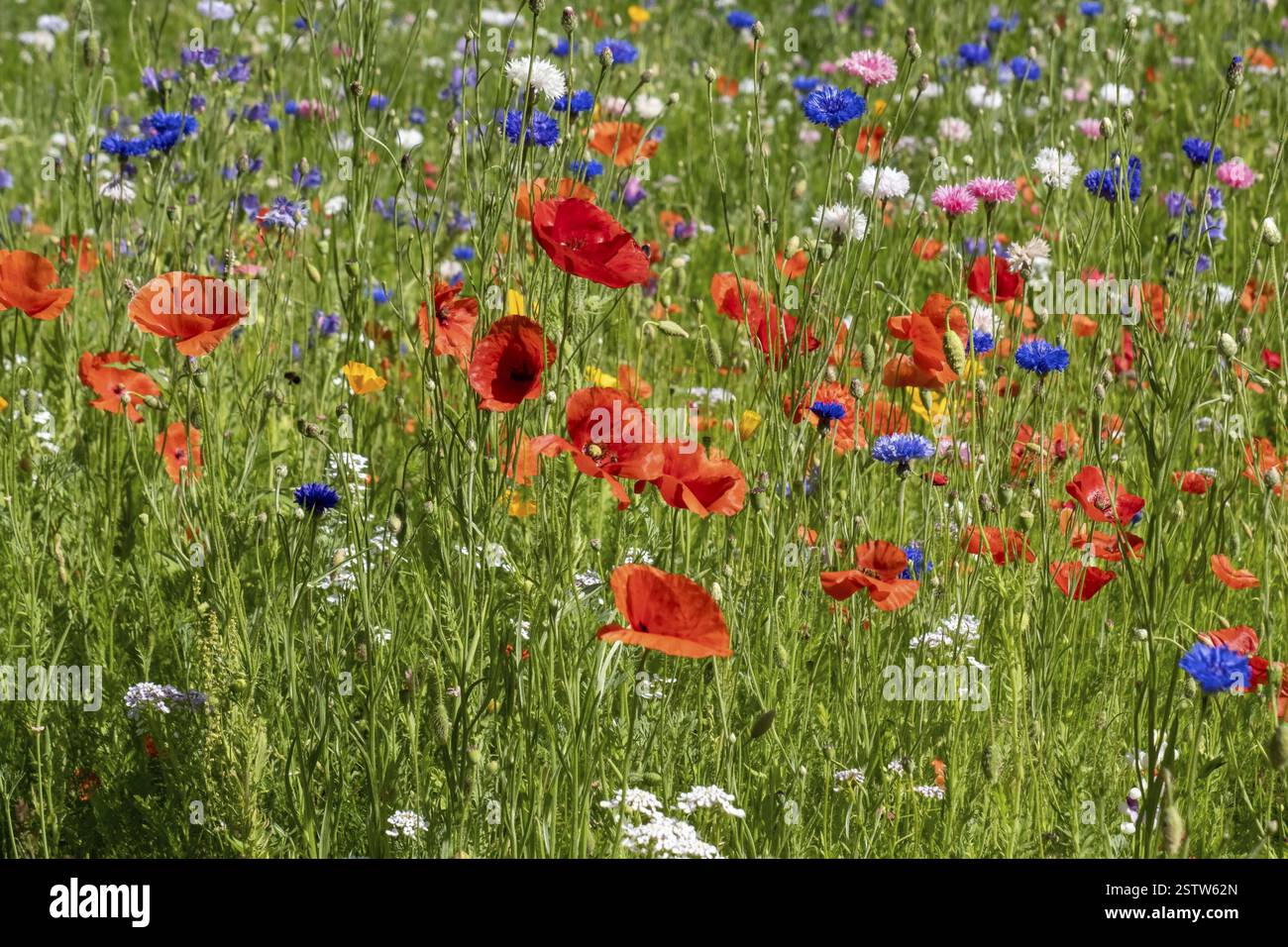 Colorato prato estivo con papaveri e fiori selvatici luminosi, Muensterland, Renania settentrionale-Vestfalia, Germania, Europa Foto Stock