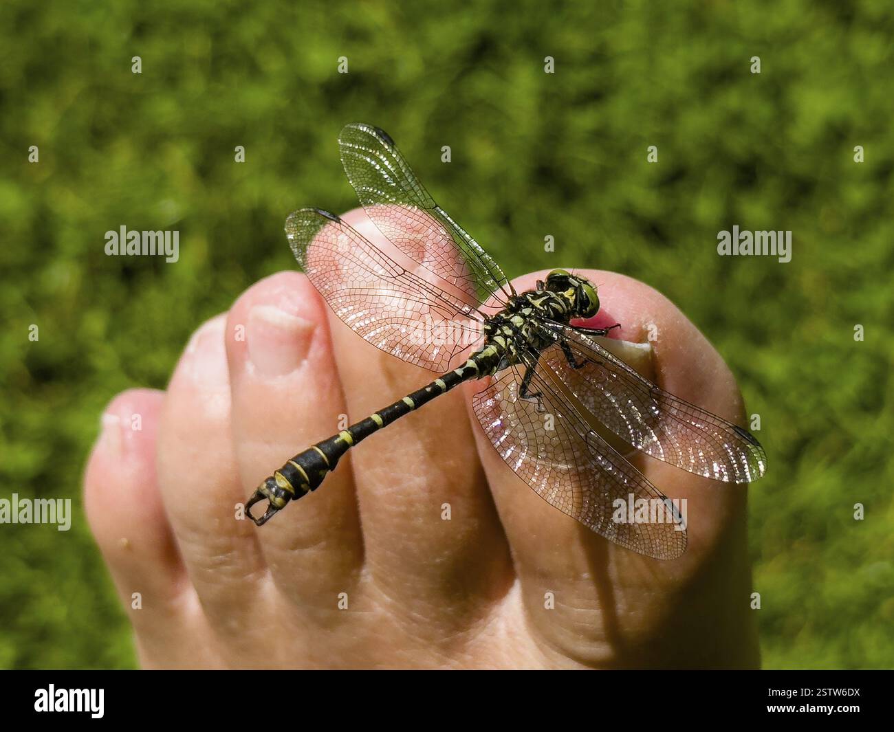 Onychogomphus forcipatus (Onychogomphus forcipatus) seduto a piedi, lago Neubeur, Baviera, Germania, Europa Foto Stock