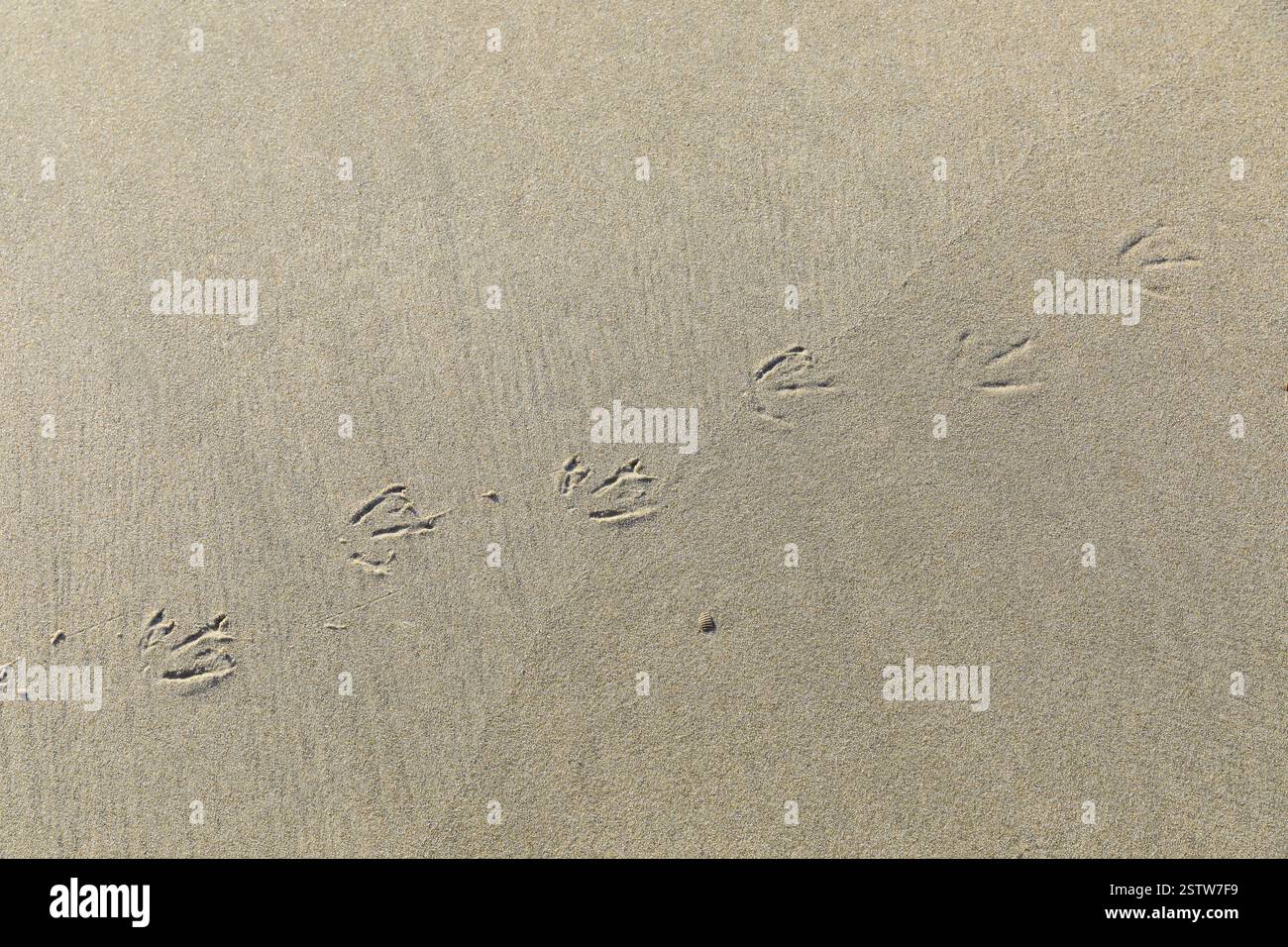 Tracce di un gabbiano sulla spiaggia, Norderney, bassa Sassonia, Germania, Europa Foto Stock