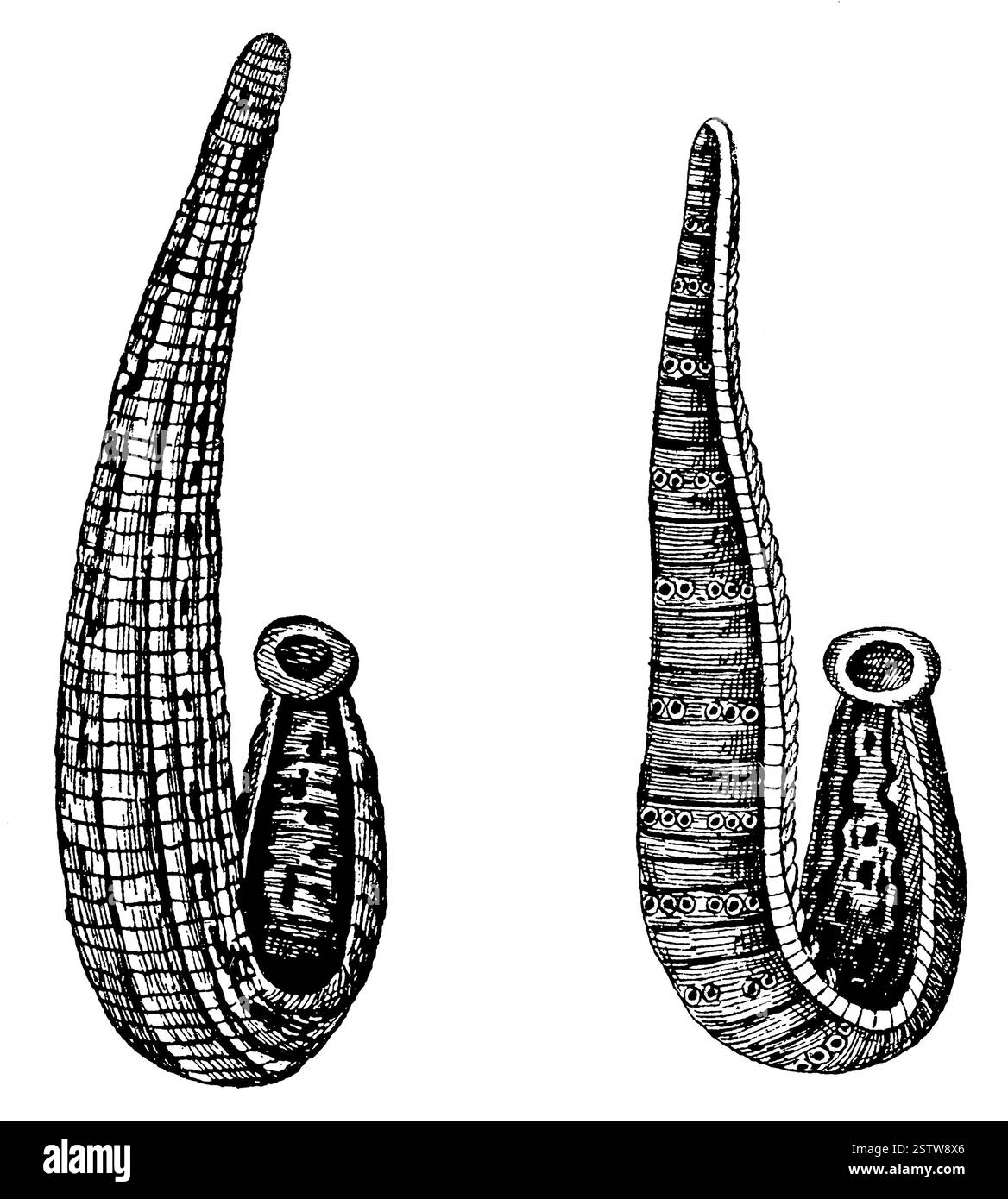 Hirudo medicinalis. Illustrazione del 19 ° secolo. Germania. Sfondo bianco. Foto Stock