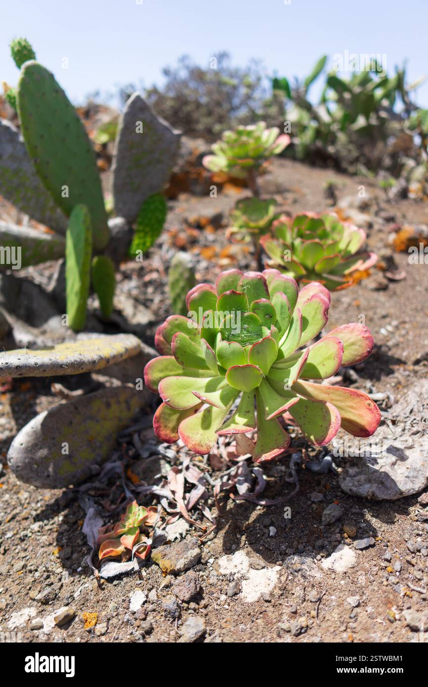 Pianta di Aeonium. Mettere a fuoco il primo piano. Tenerife. Isole Canarie. Spagna. Foto Stock
