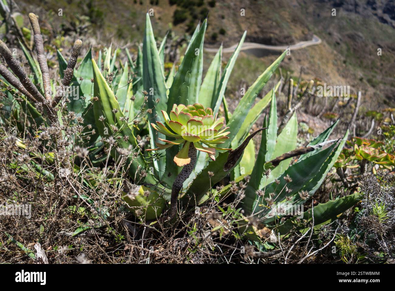 Pianta di Aeonium. Mettere a fuoco il primo piano. Tenerife. Isole Canarie. Spagna. Foto Stock