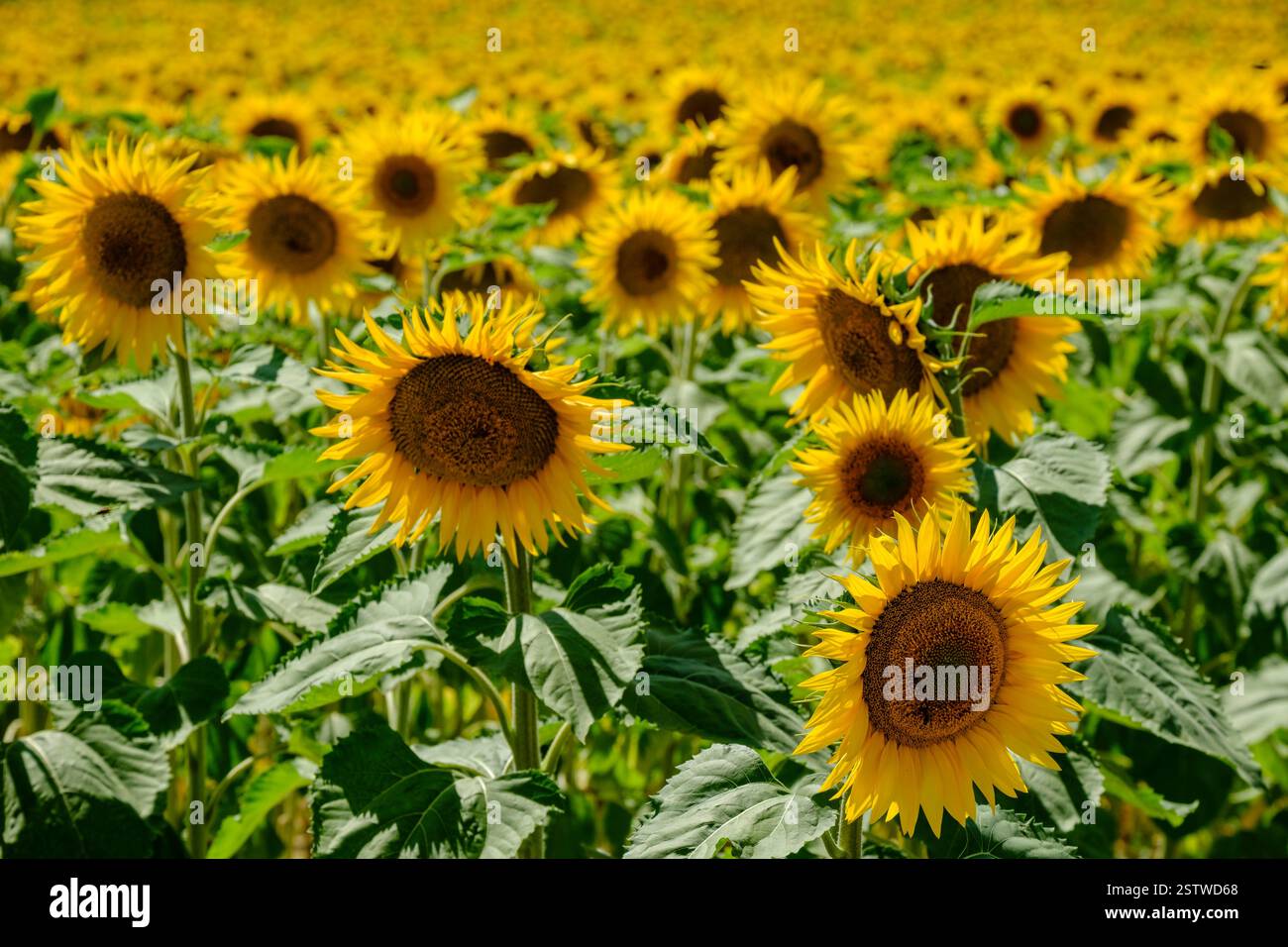 W-30717.jpg Foto Stock