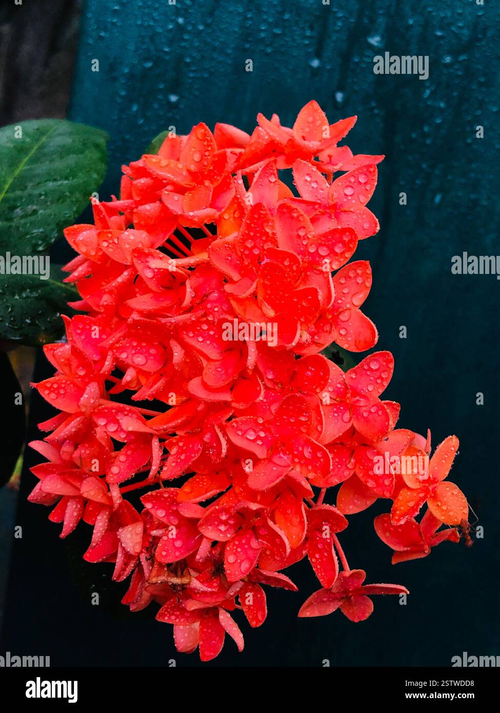 Vivaci fiori rossi e rosa in piena fioritura, con delicati petali e ricche texture. Un primo piano della natura che cattura la bellezza della flora del giardino - Immagine stock catturata con smartphone