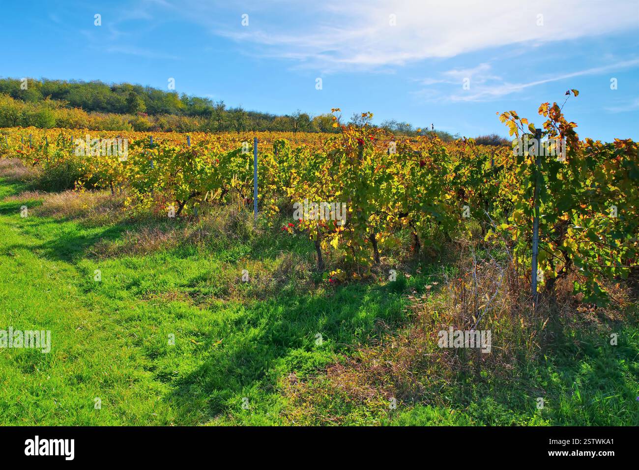 Vigneti minis-Maderat in Romania, vicino ad Arad Foto Stock