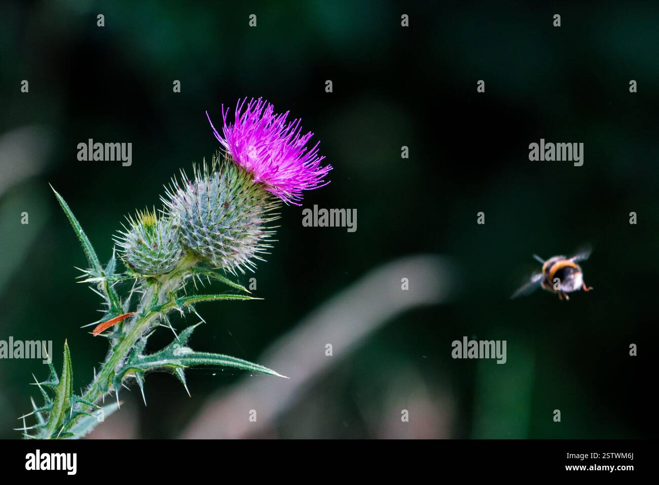 Flying bumblebee si avvicina alla testa del cardo viola su sfondo scuro Foto Stock