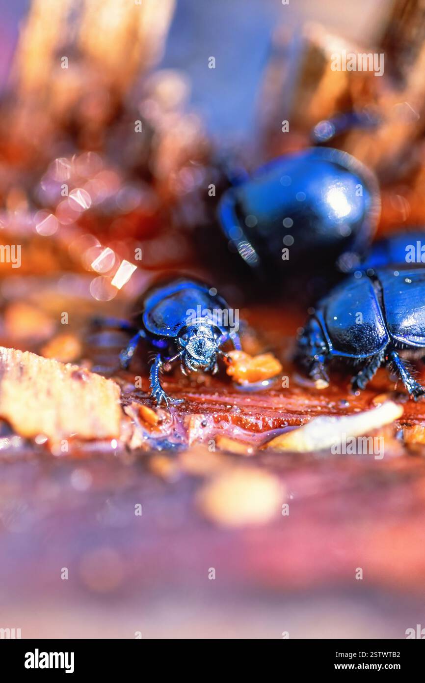 Scarabei che si forgiano per la linfa sul legno in primavera Foto Stock