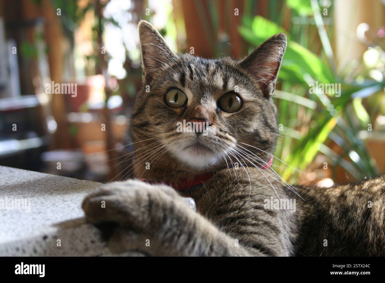 Gatto pazzo Foto Stock