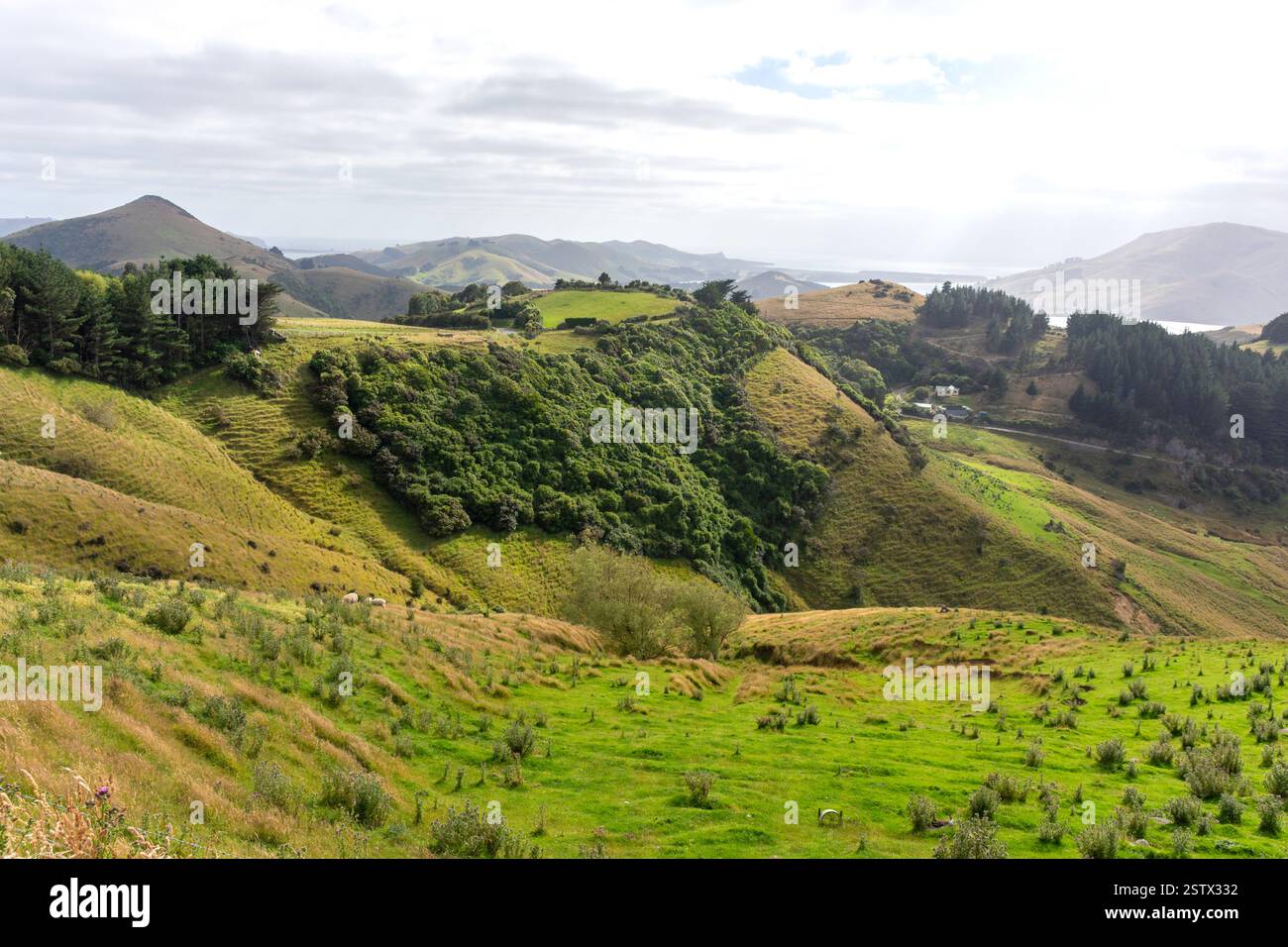 Vista campagna costa orientale, penisola di Otago (Muaūpoko), Dunedin (Ōtepoti), regione di Otago, Isola del Sud, nuova Zelanda Foto Stock