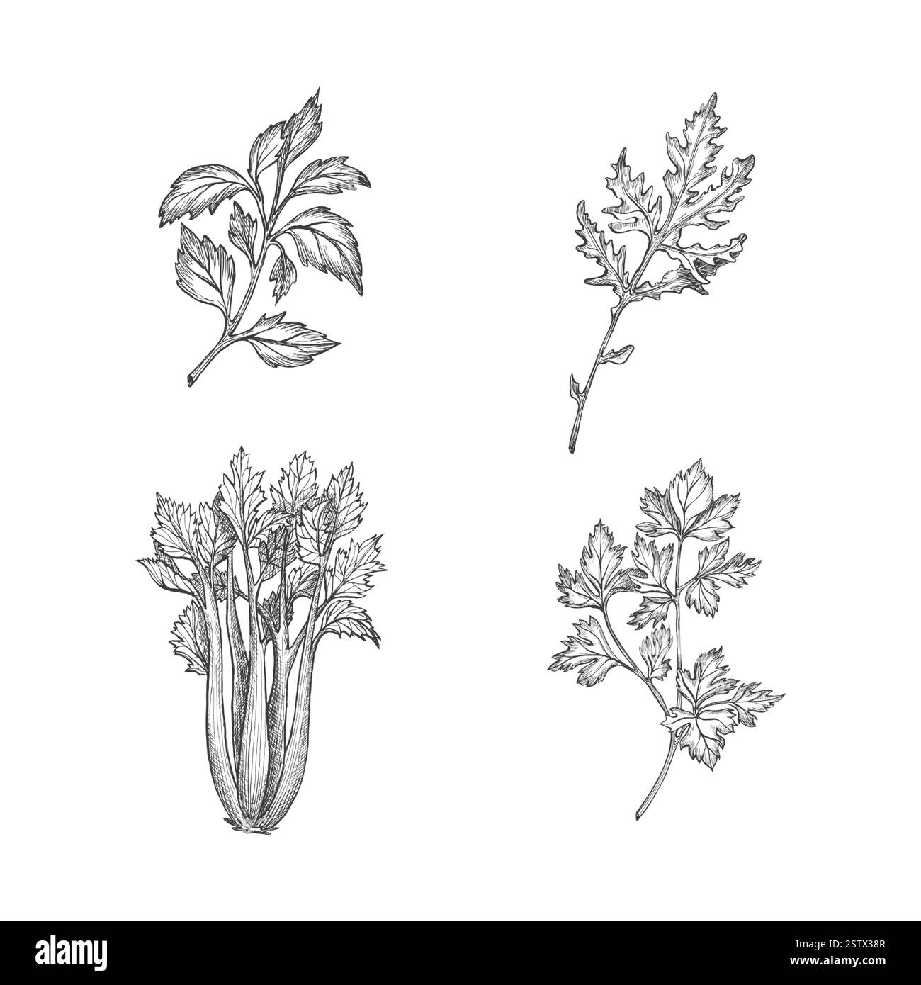 Set con basilico, prezzemolo, sedano e verdure a foglia di rucola. Coriandolo, coriandolo. Vettore su sfondo bianco. Illustrazione grafica. Perfetto per Illustrazione Vettoriale