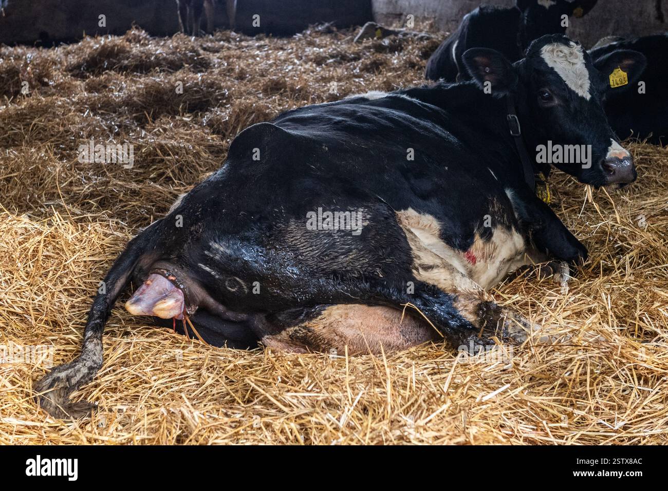 La mucca dà alla luce un toro di Charolais, Aherla, West Cork, Irlanda. Foto Stock