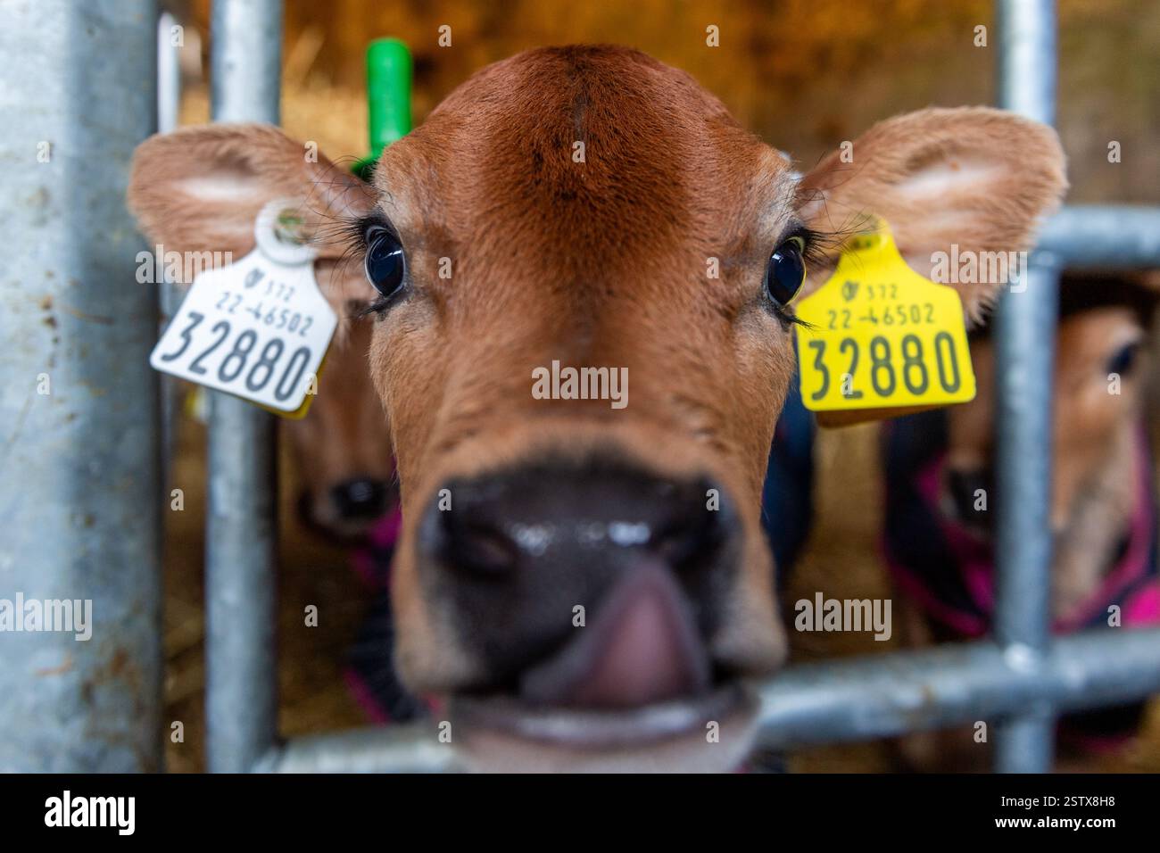 Vitello Jersey appena nato in un caseificio di Aherla, West Cork, Irlanda. Foto Stock