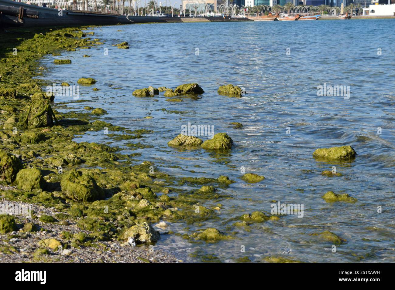 Servizi costieri: Rocce ricoperte di alghe lungo la costa Foto Stock