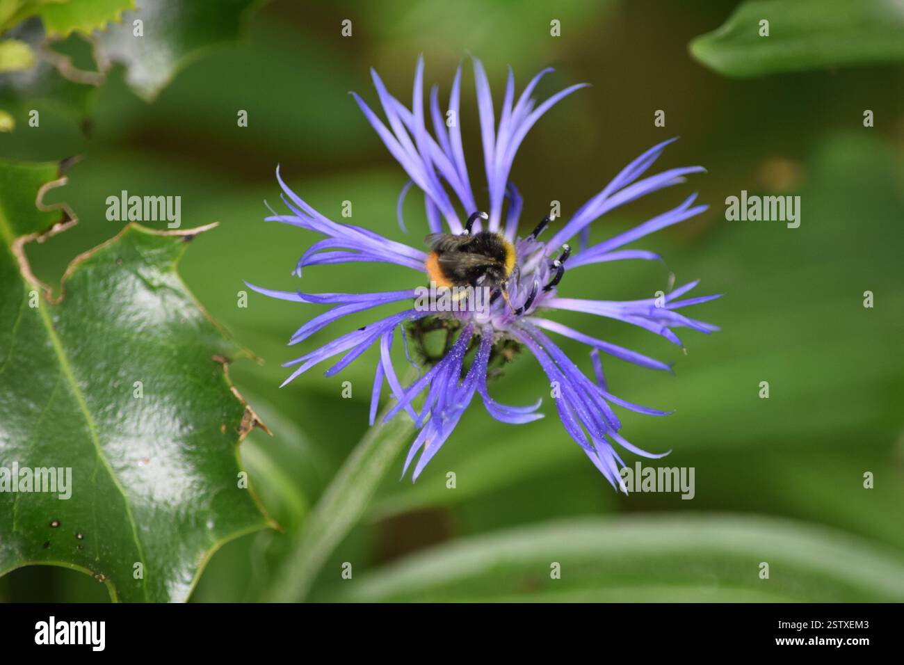 bumble bee on Purple bee Balm Foto Stock