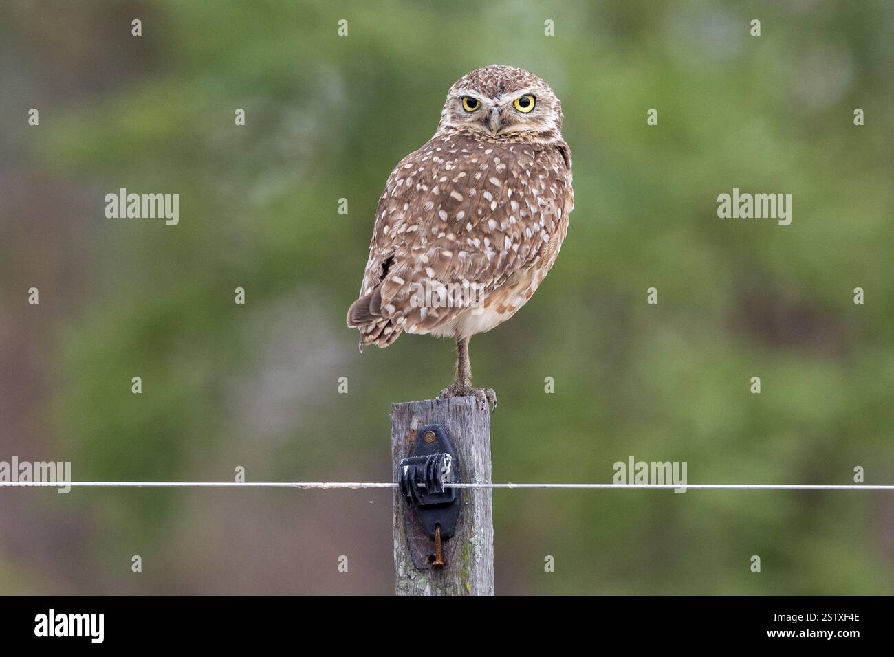 Gufo scavatore adulto che guarda su giovani, seduto su una recinzione artificiale, Cerrado, Brasile Savannah, Brasile Foto Stock