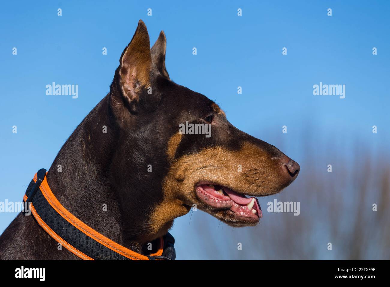 Primo piano della testa di un Doberman con la bocca leggermente aperta, guardando lateralmente Foto Stock