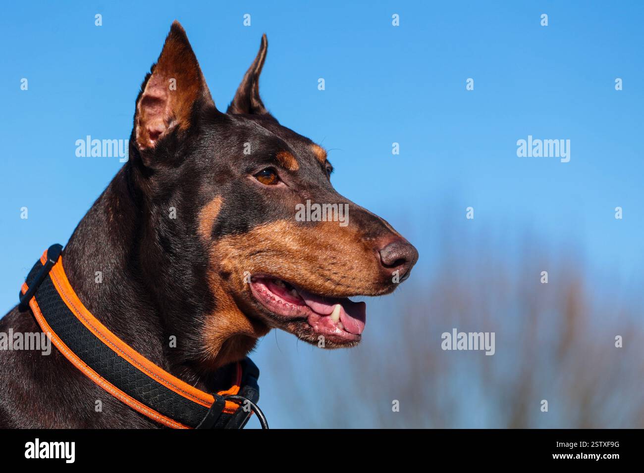 Primo piano della testa di un cane Doberman con bocca aperta e sguardo fisso Foto Stock