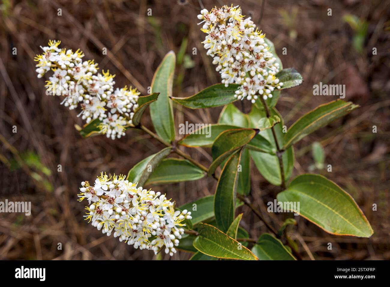 Miconia sp., Cerrado, Brasile Savannah, Brasile Foto Stock