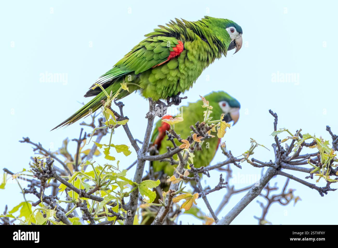 Macao a spalla rossa, Cerrado, Savannah brasiliana, Brasile Foto Stock