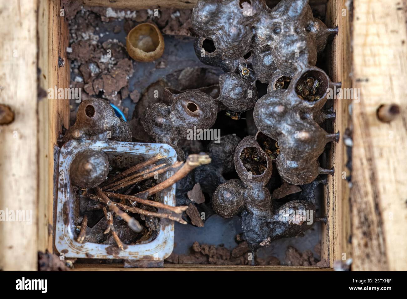 Allevamento e protezione di specie rare indigene di api senza pungiglione nell'alveare artificiale, fiume Sucuri, Bonito, Mato grosso do sul, Brasile Foto Stock