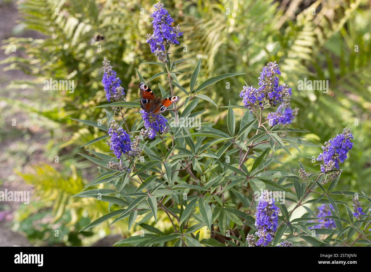 Mönchspfeffer, Zuchtform, Gartenform 'Delta Blues', Blütenbesuch von Tagpfauenauge, Keuschbaum, Keuschlamm, Tanis, Vitex agnus-castus, Vitex, Chaste T Foto Stock