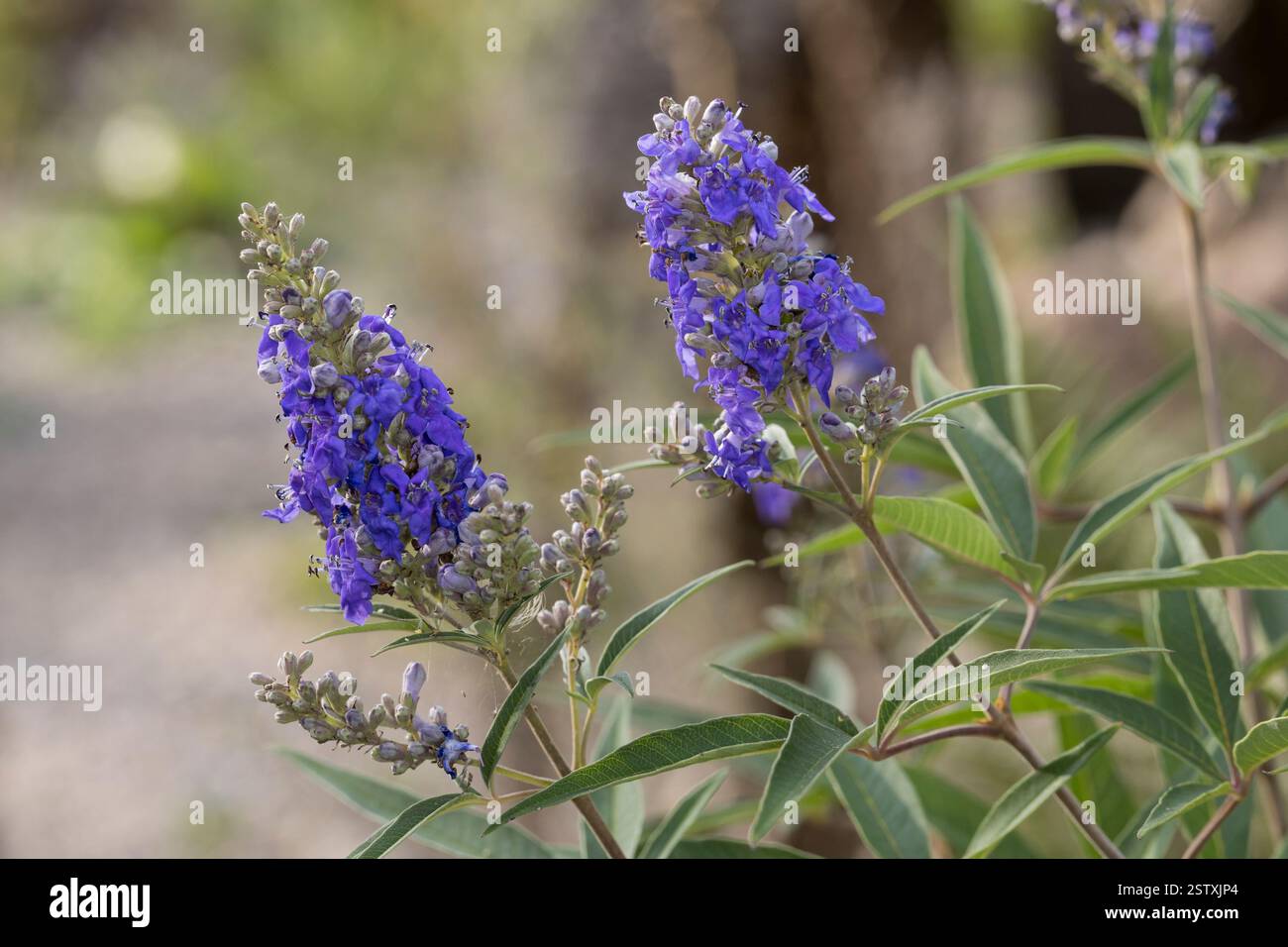 Mönchspfeffer, Zuchtform, Gartenform "Delta Blues", Keuschbaum, Keuschlamm, Tanis, Vitex agnus-castus, Vitex, Chaste Tree, Chasteberry, il balsamo di Abramo Foto Stock