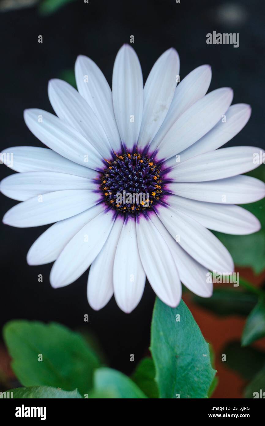 Dimorphotheca bianca Foto Stock