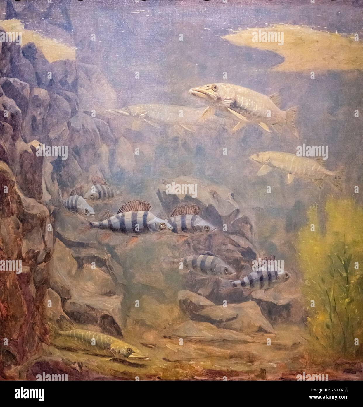 Pike e Perch in un acquario Foto Stock