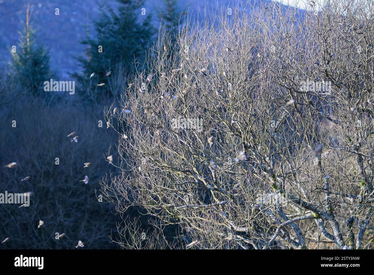 Chaffinch (Fringilla coelebs), gregge che ritorna ad un albero, Kinharvie, SW Scotland. Foto Stock