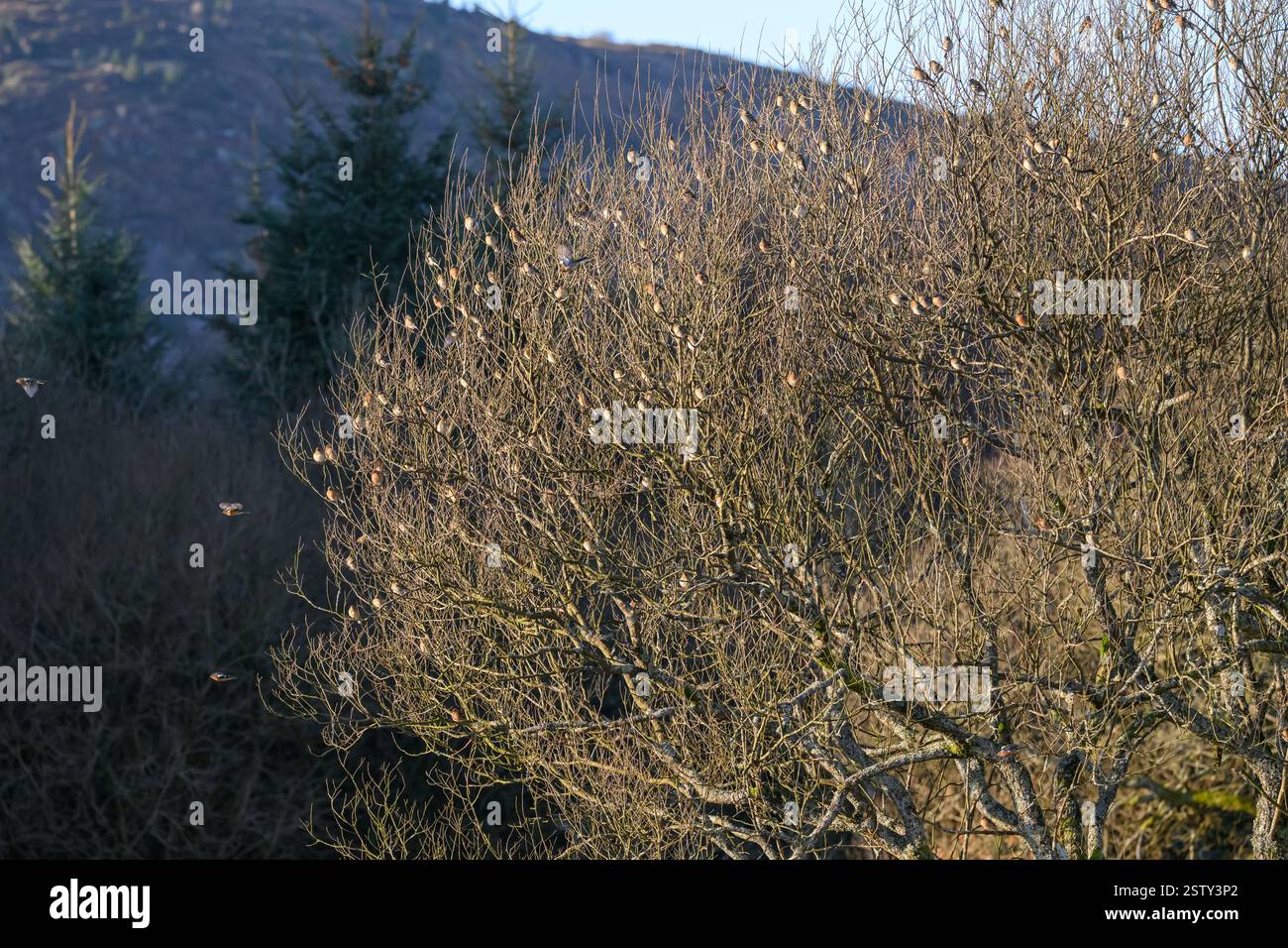 Chaffinch (Fringilla coelebs), gregge che ritorna ad un albero, Kinharvie, SW Scotland. Foto Stock