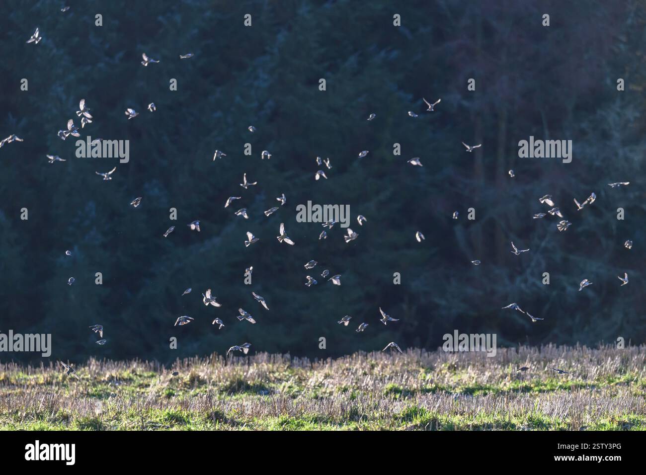 Chaffinch (Fringilla coelebs), che si nutre in un campo di stoppia, Kinharvie, South Wales, Scozia. Foto Stock