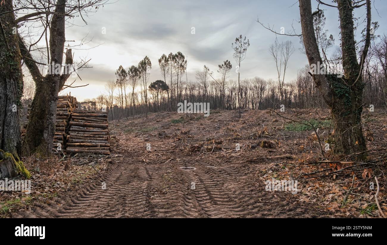 Una scena di devastazione dopo che i taglialegna hanno abbattuto e distrutto parte di un bosco nella regione francese della Dordogna Foto Stock